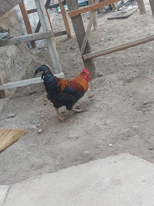 Horoz sotiladi soglom