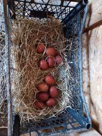 Ouă incubat Marans