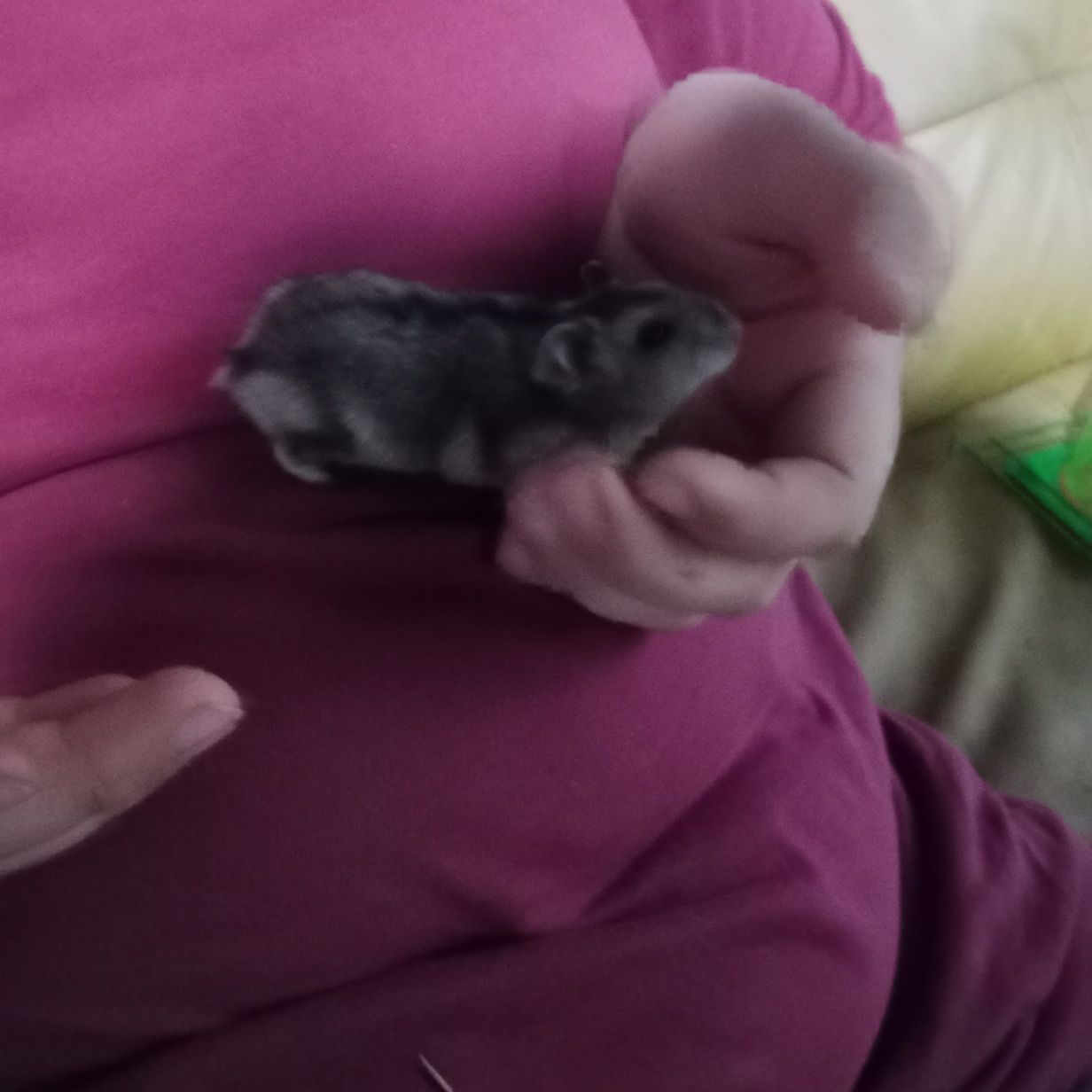 Donez hamsteri mici