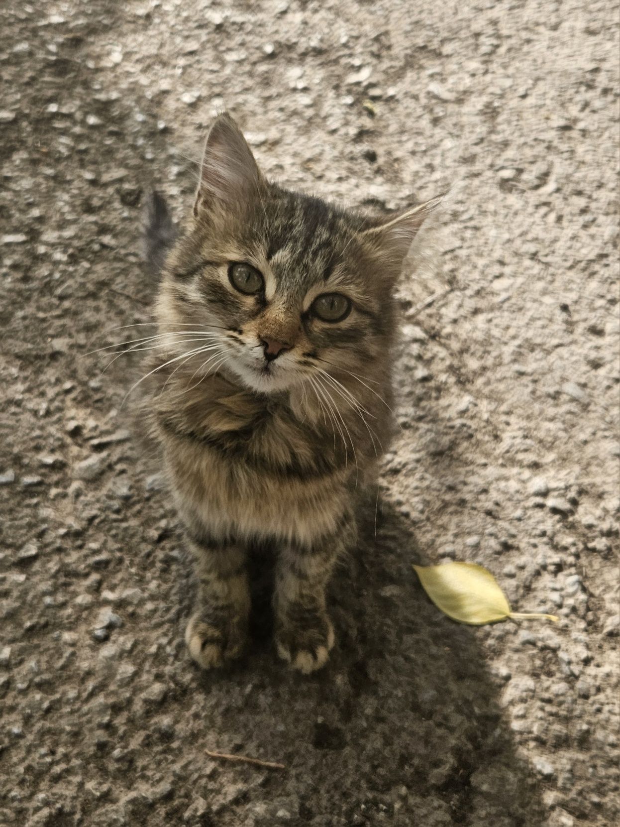 Котёнок ДЕВОЧКА 5 месяцев