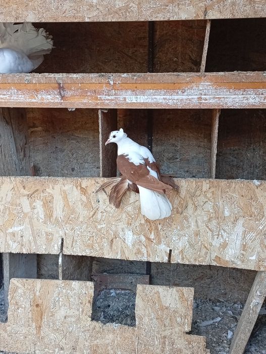 Vând porumbei de ornament