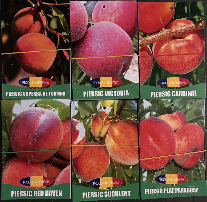 Pomi Fructiferi Certificati Si Ambalati Pentru Revanzare