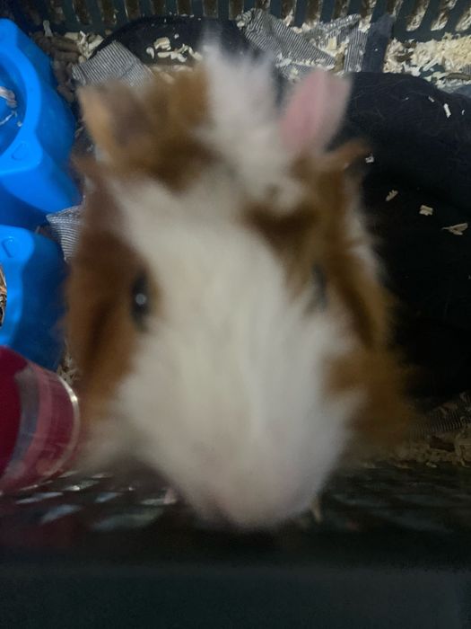 Продается Морская свинка короевская со всеми приспособлениями