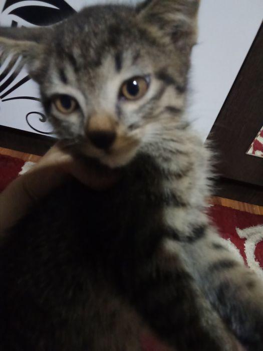 Домашние кошки три месяца