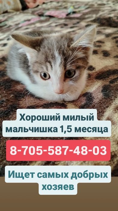 Котёнок нуждается в семье без маленьких детей