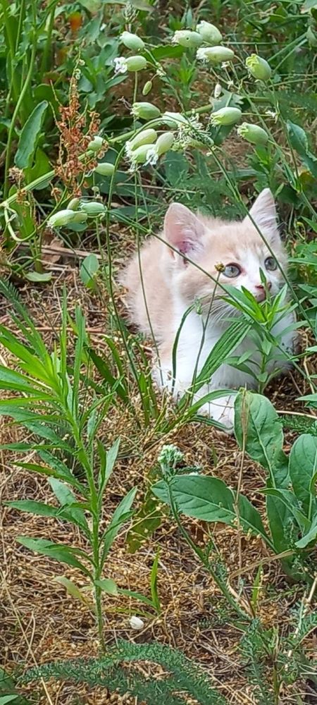 Подарявам четири котенца.