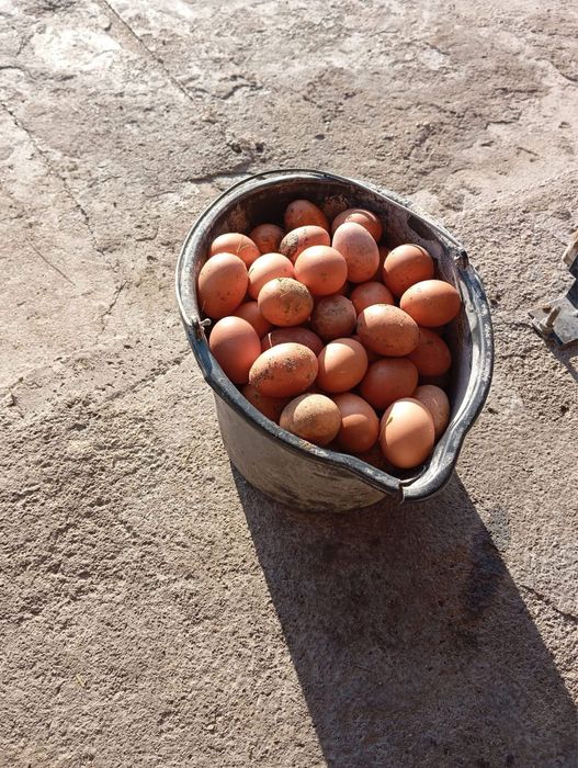 Кокошки  носачки за яйца