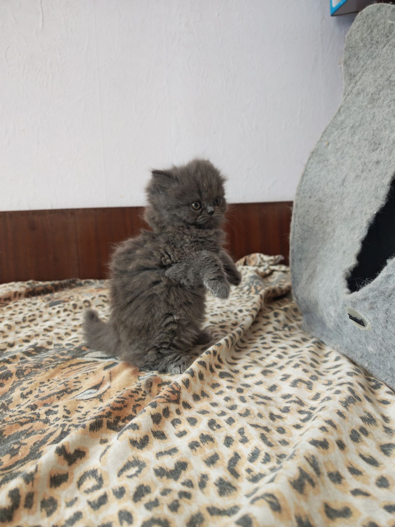 Породисти персийски котенца