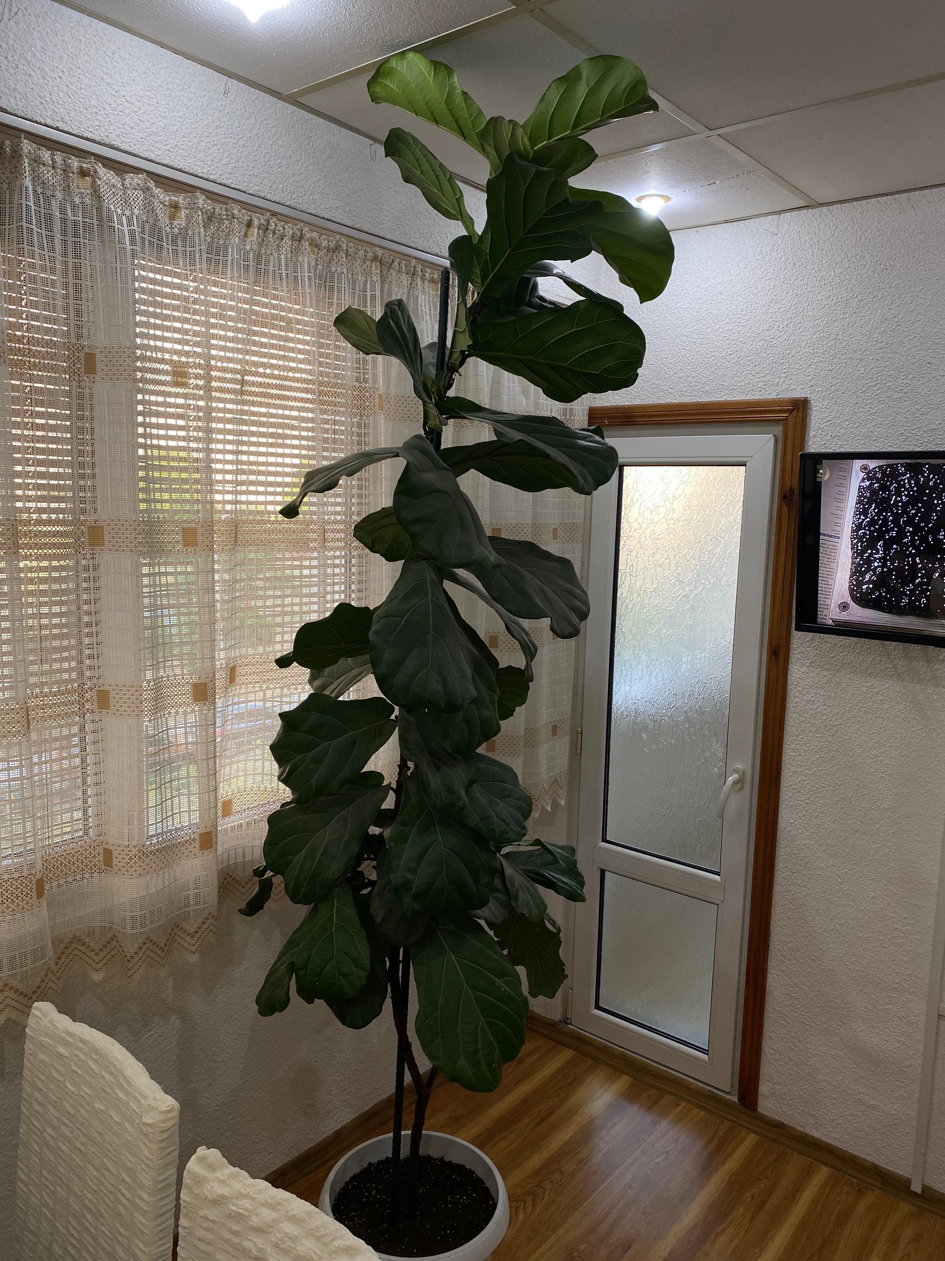 Продавам фикус Лира – 2.50 м