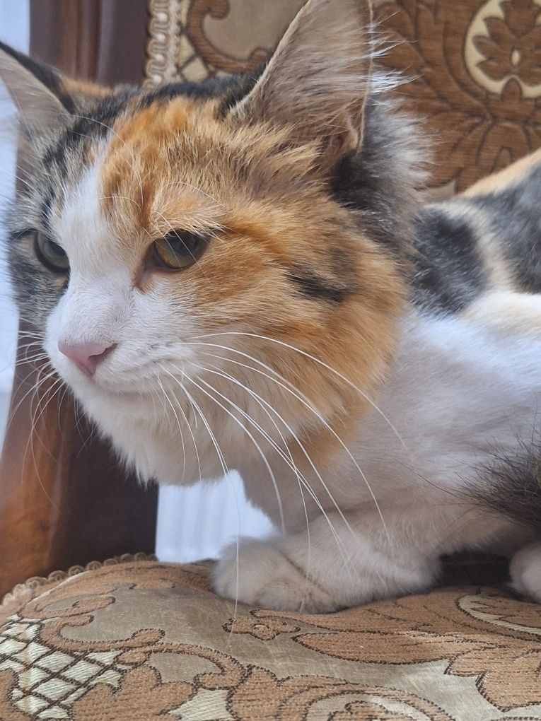 Отдаю кошку бесплатно