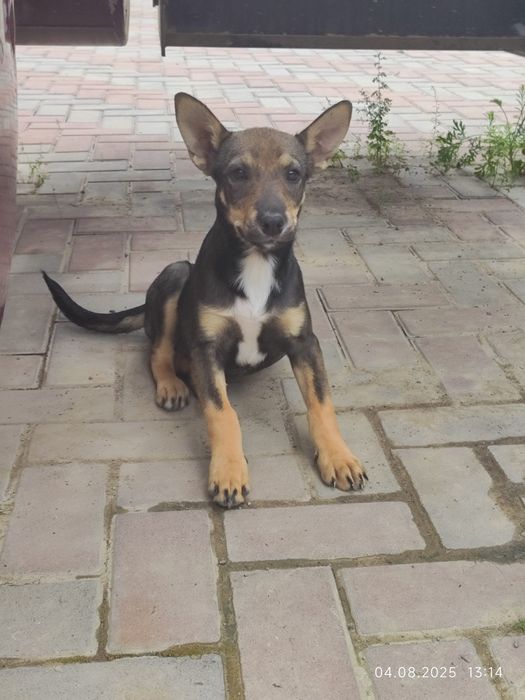 Отдам щенка в добрые руки