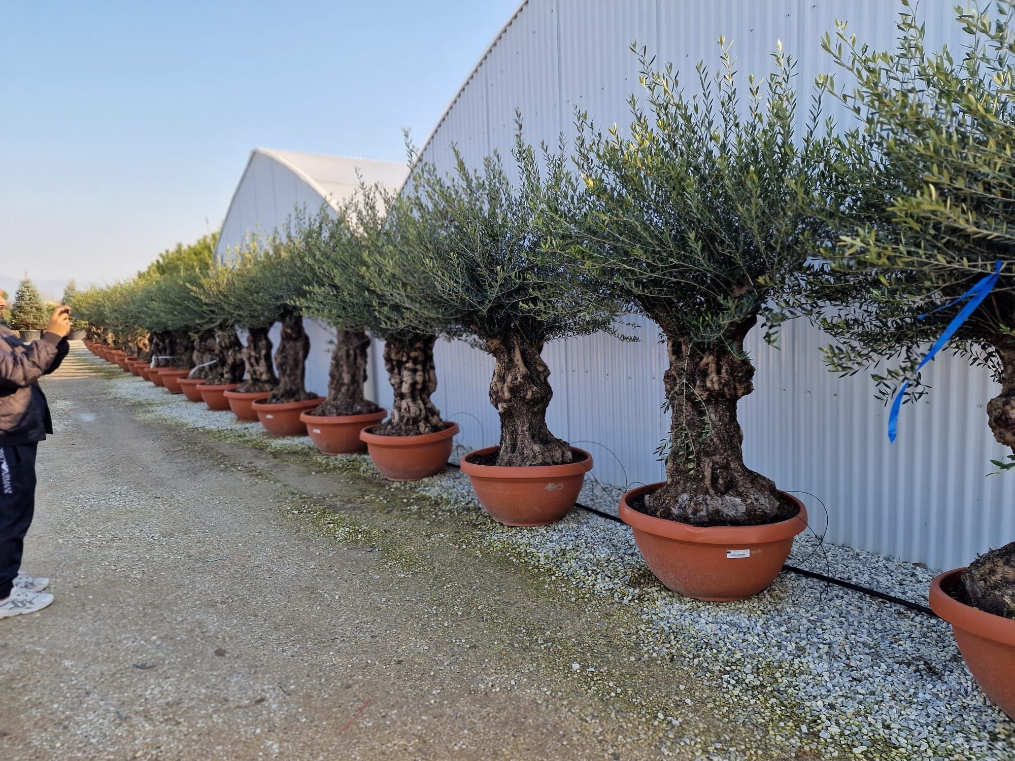 Maslini seculari ( batrani, groși ) bonsai, olea europaea