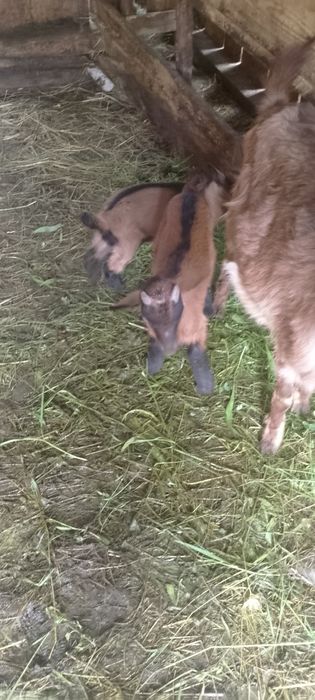 Vând capră cu 2 iezi la prima fătare