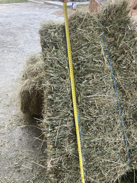 Vand baloti fan calitate superioara