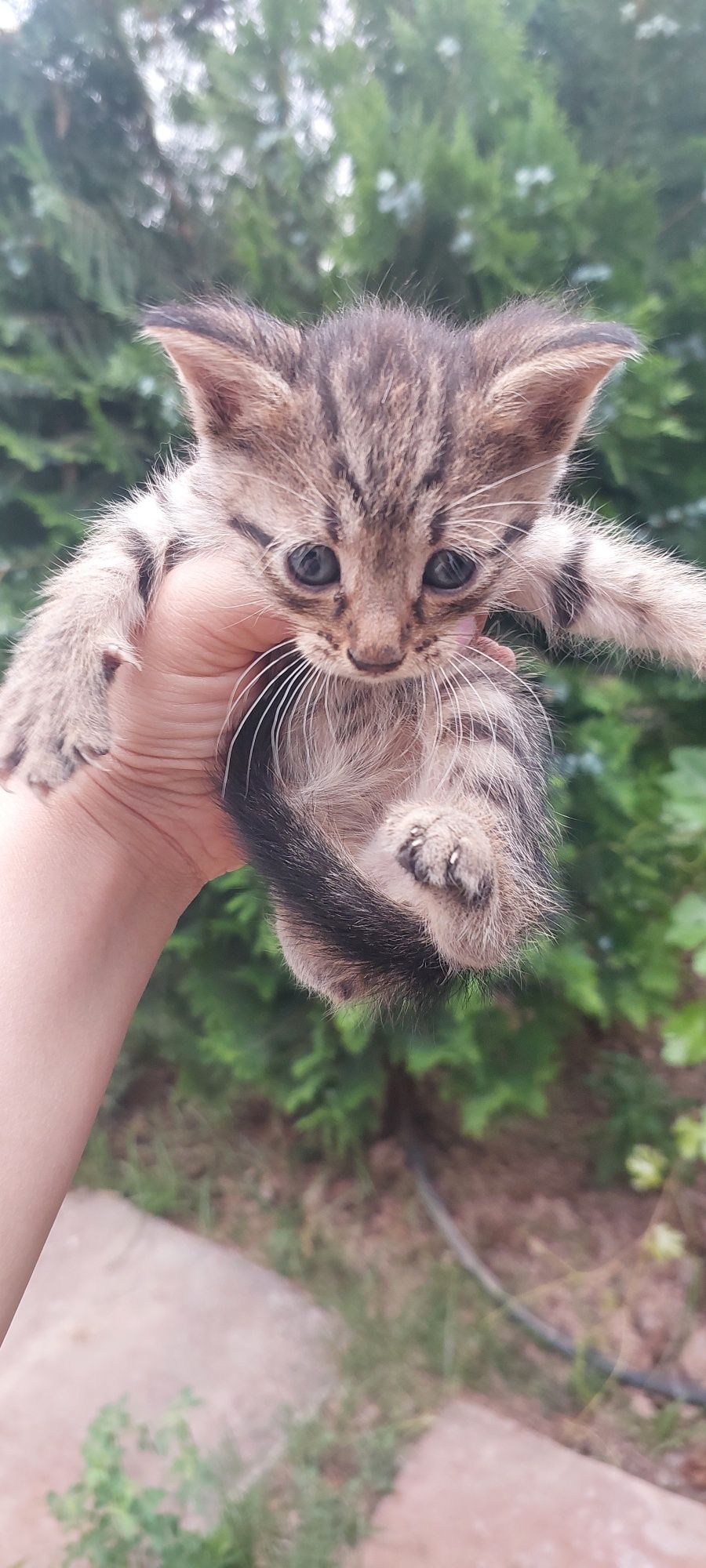 Отдам даром котята домашние