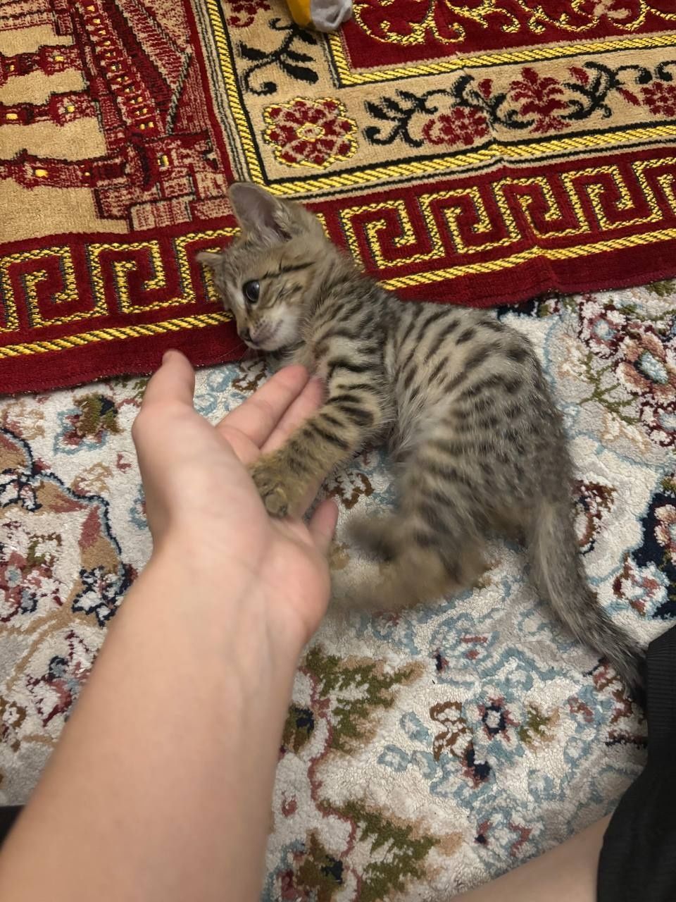 Uy mushuki sotiladi (qiz bola)