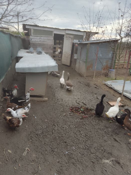 Vând mari gâște Toulouse și gaste Americane