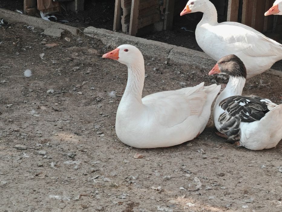 4 gâște și 3 gâscani