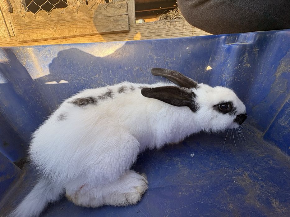 Vad doua femel de fluture ferman