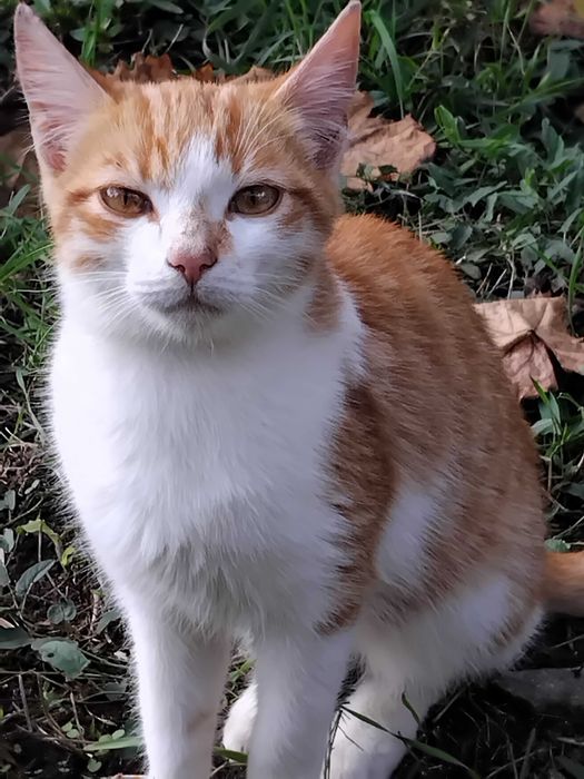 Подарявам малки котета