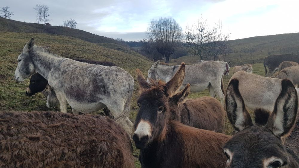 Schimb măgărițe cu pui cu diverse