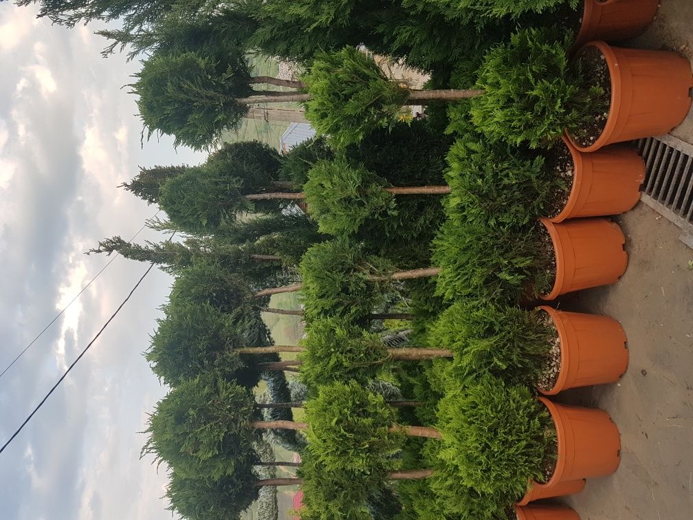 Specialitati plante de gradina