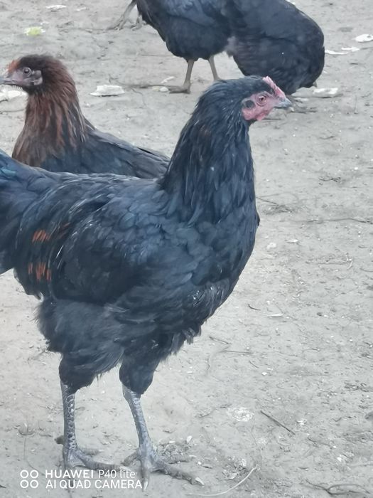 Cocoși crescuți la țară