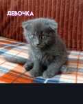 котята, шотландцы вислоухие