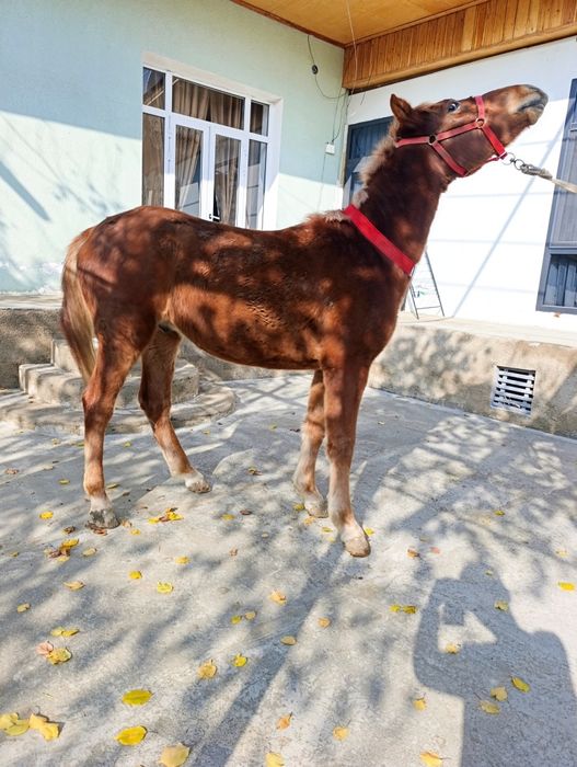Той сотилади срочна
