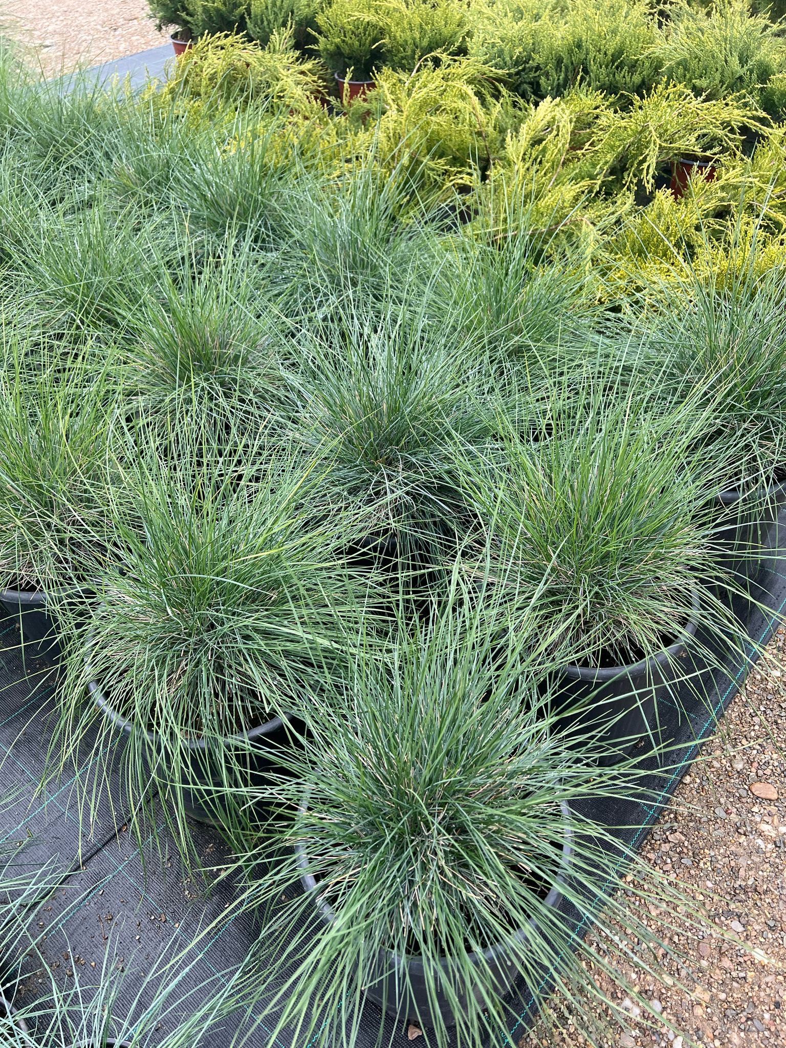 Vand plante si flori productie proprie