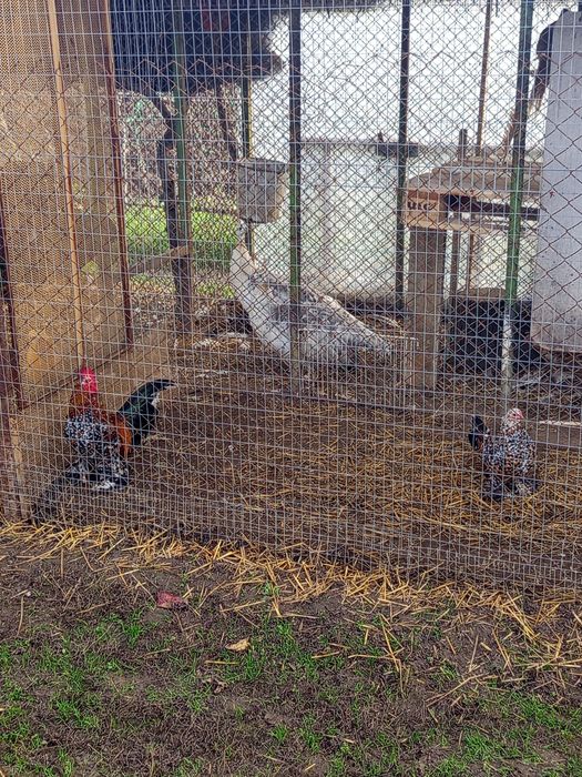 Холандска гащата,фазани,пауни,якалии  и мандаринки
Фазани чарвено-злат