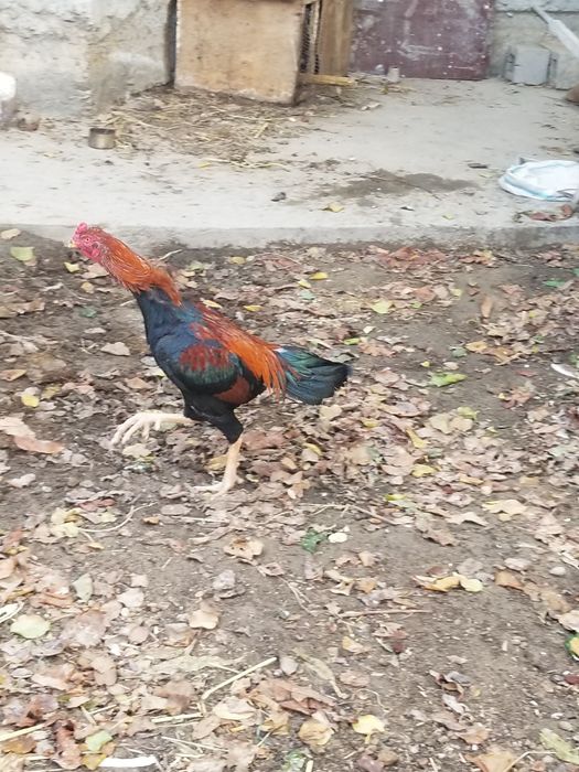 Dakan tovuq xorozlar