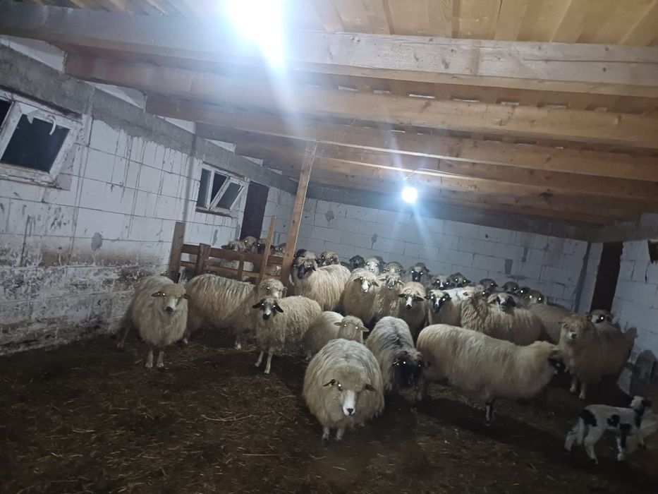 Oi de vinzare nanesti