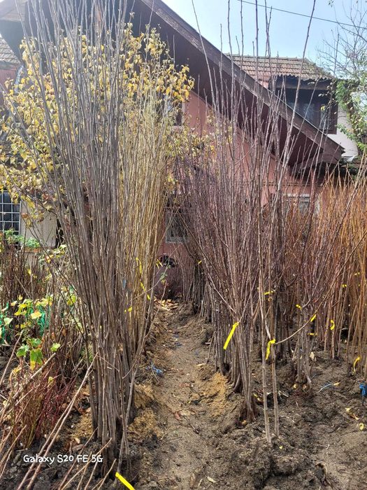 Pruni cu fructe mari de consum, pruni de tuica, livrare prin curier