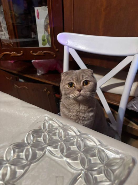 Продам кот шотландский