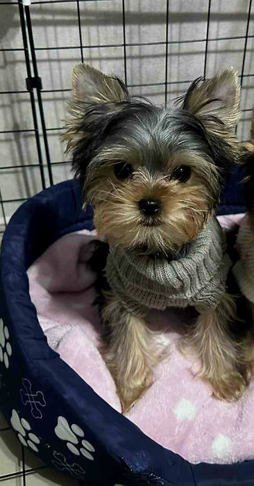 Йорки-йоркширски териер