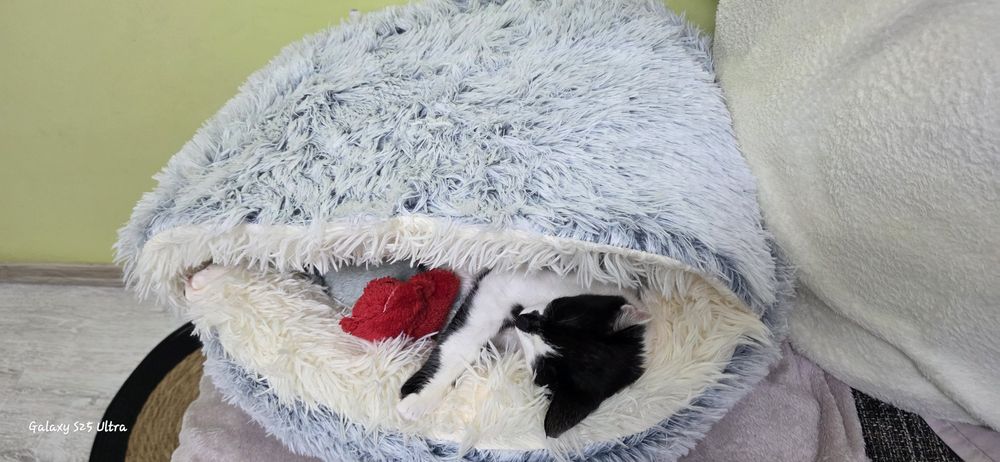 Подарявам женско коте