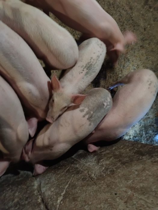 Малки  прасета,отбити