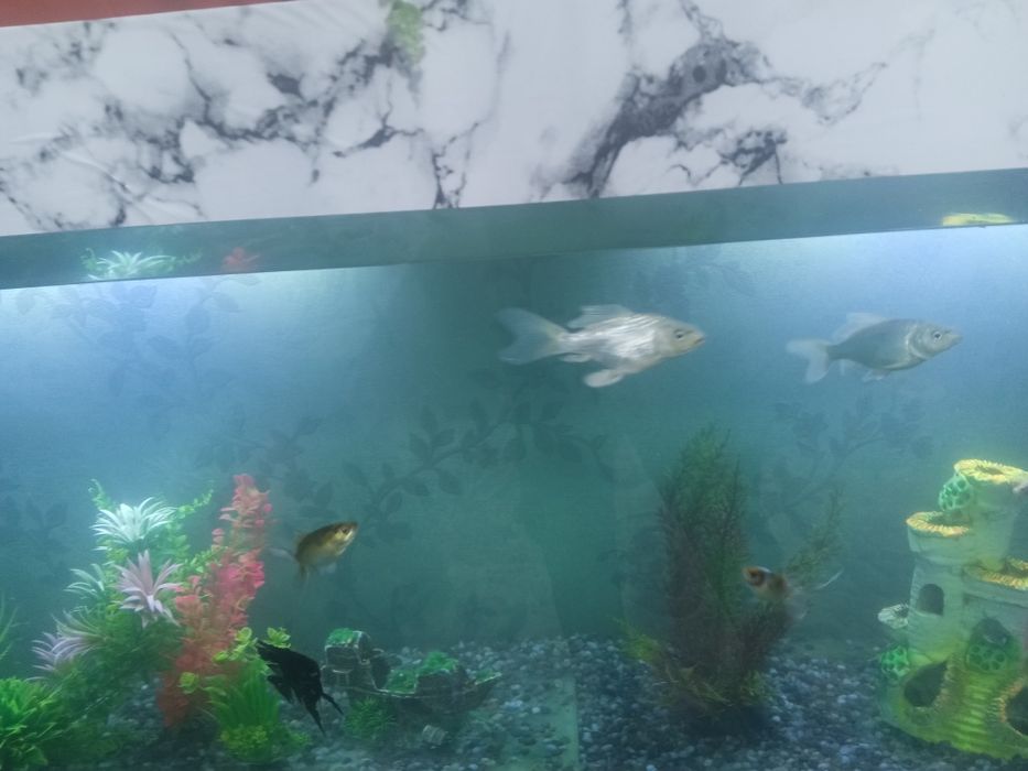 Продам рыбок койяи скалярий