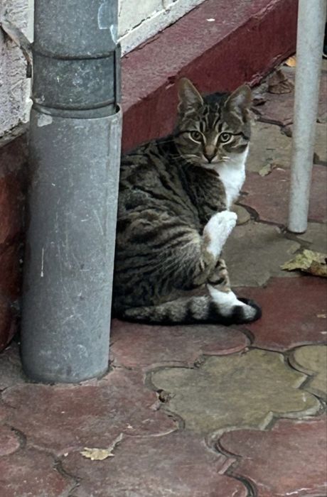 Donez pisicute crescute la curte zona berceni