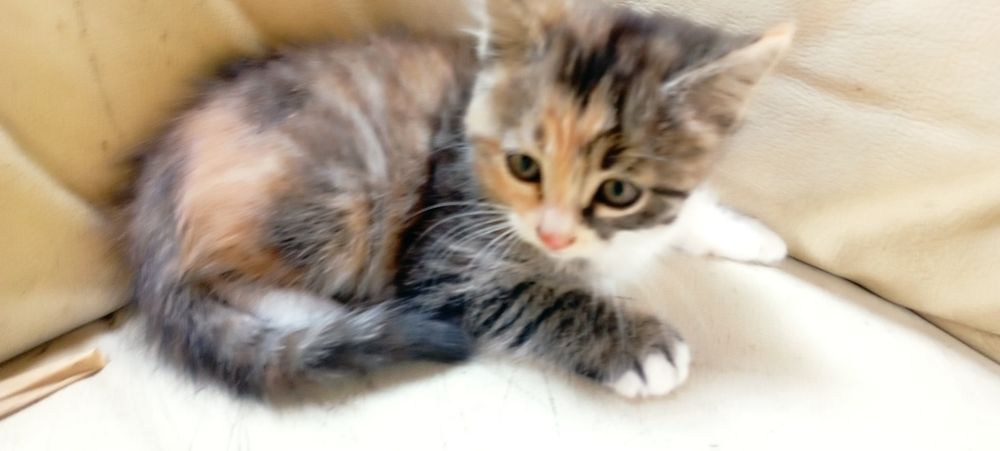 Котёнок девочка 2,5 месяца