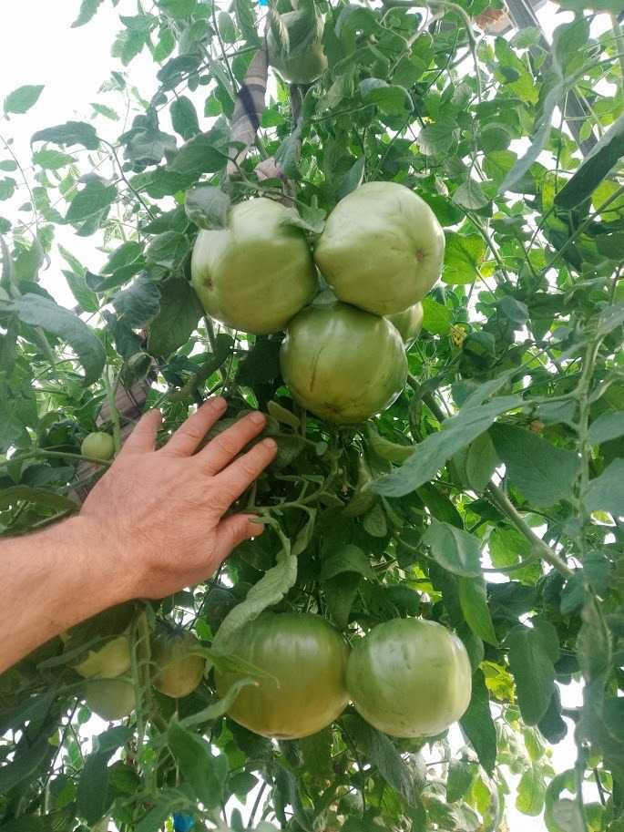 Продавам домати розови сортове , София с. Бусманци - само на място !