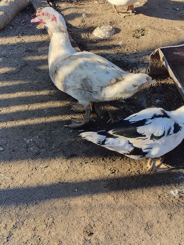 Oua rața leșească