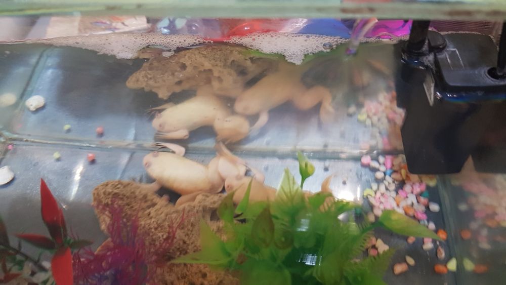 Домашни любимци...