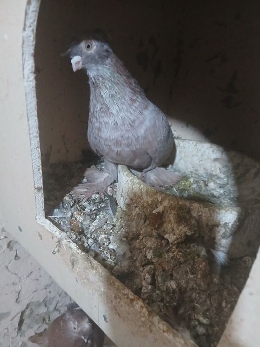 Кабутар сотилади нархини келишамиз