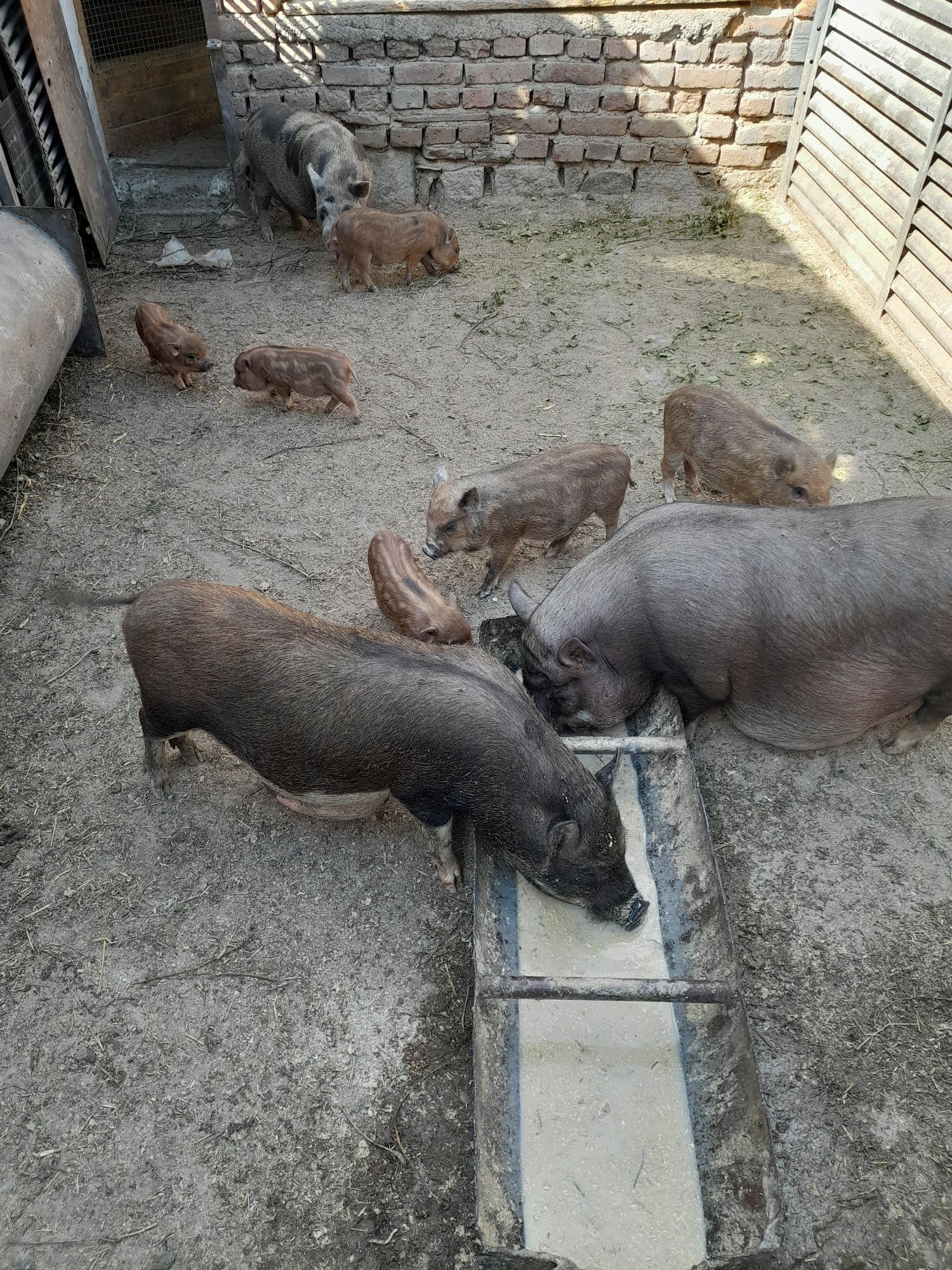 Продавам виетнамски прасенца