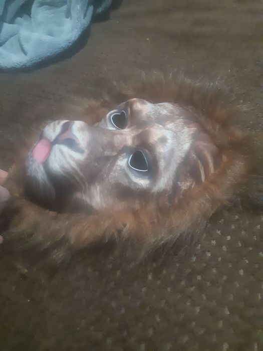 Vand masca cu trigru urgent