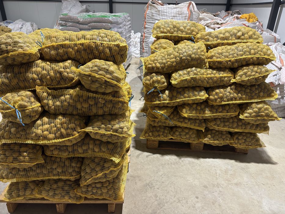 Семе сорт Сорая