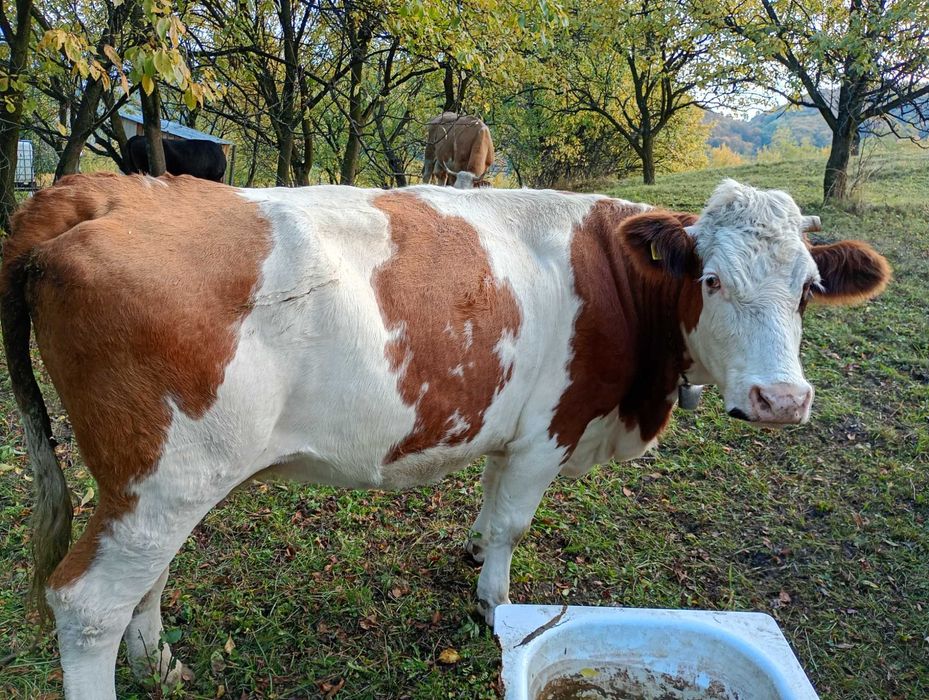 Vaca de vânzare bălțată romaneasca