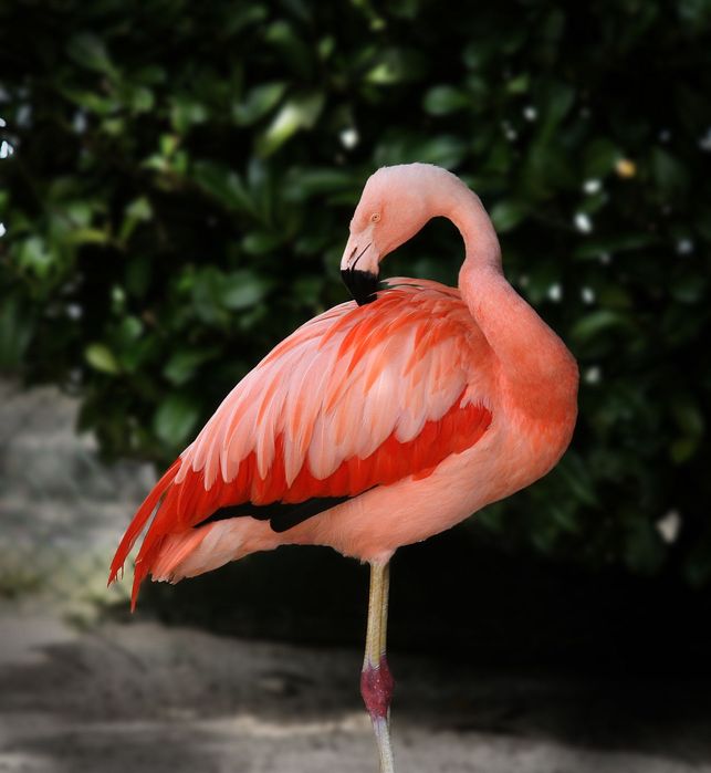 Canon 55-200mm f/4.5-5.6 USM II EF обектив Канон